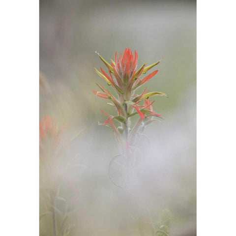 CO, Pike NF Indian paintbrush in foggy meadow White Modern Wood Framed Art Print by Grall, Don