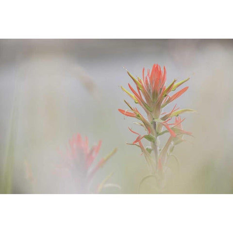 CO, Pike NF Indian paintbrush in foggy meadow Black Modern Wood Framed Art Print with Double Matting by Grall, Don