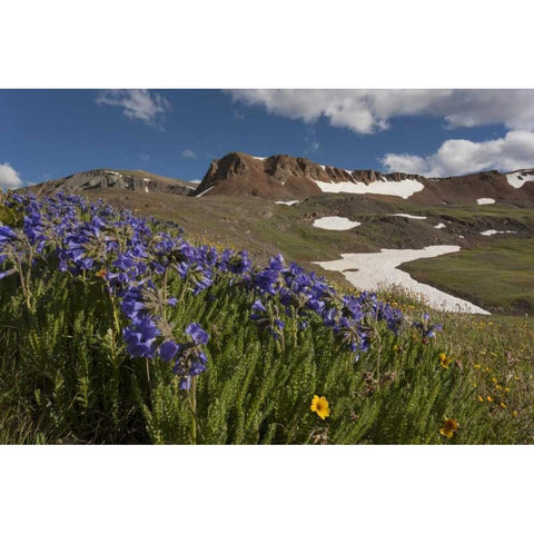 Colorado, San Juan Mts Flowers on Cinnamon Pass White Modern Wood Framed Art Print by Grall, Don