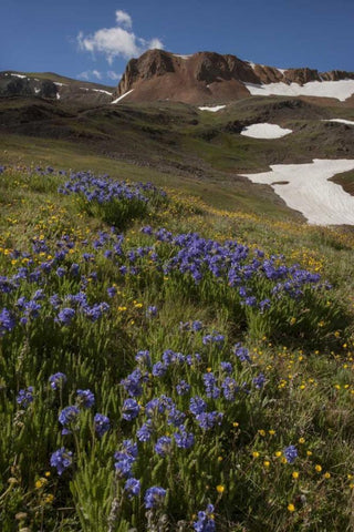 Colorado, San Juan Mts Flowers on Cinnamon Pass White Modern Wood Framed Art Print with Double Matting by Grall, Don