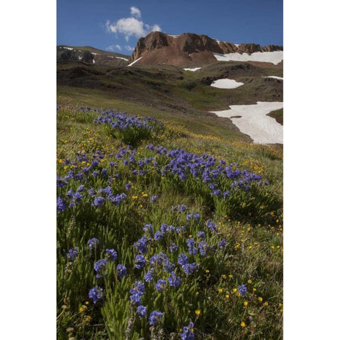 Colorado, San Juan Mts Flowers on Cinnamon Pass Black Modern Wood Framed Art Print by Grall, Don