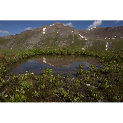 CO, San Juan Mts Pond lined with marsh marigold Black Modern Wood Framed Art Print by Grall, Don