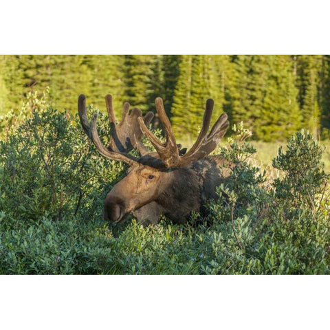 Colorado, Brainard Lake Moose in velvet antlers Black Modern Wood Framed Art Print by Illg, Cathy and Gordon