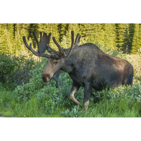Colorado, Brainard Lake Moose in velvet antlers Black Modern Wood Framed Art Print by Illg, Cathy and Gordon