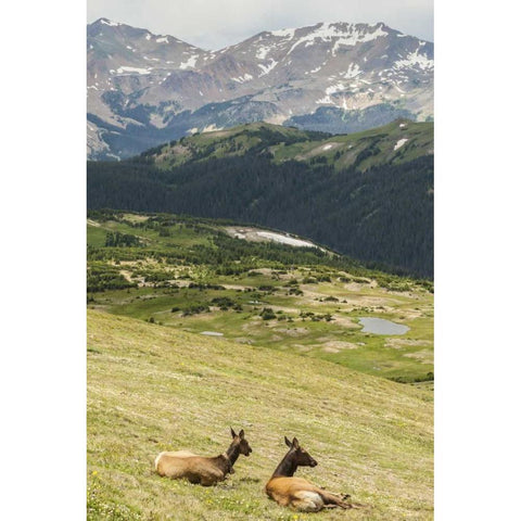 CO, Rocky Mts Elk cows and mountain landscape Black Modern Wood Framed Art Print by Illg, Cathy and Gordon