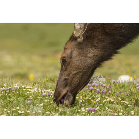 Colorado, Rocky Mountains Elk cow eating flowers Black Modern Wood Framed Art Print by Illg, Cathy and Gordon
