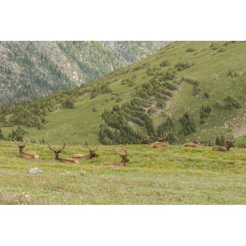 Colorado, Rocky Mts Bull elk in velvet resting Black Modern Wood Framed Art Print by Illg, Cathy and Gordon