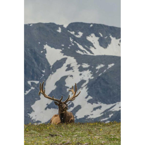 Colorado, Rocky Mts Bull elk in velvet resting Black Modern Wood Framed Art Print by Illg, Cathy and Gordon