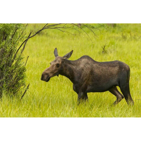 Colorado, Rocky Mts, moose cow standing in grass Black Modern Wood Framed Art Print by Illg, Cathy and Gordon