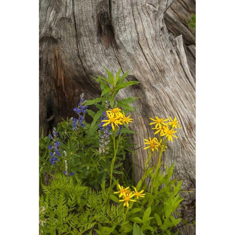 CO, Gunnison NF Lupine and golden ragwort Black Modern Wood Framed Art Print by Illg, Cathy and Gordon