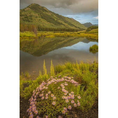 CO, Gunnison NF Asters and pond Black Modern Wood Framed Art Print by Illg, Cathy and Gordon