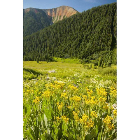CO, San Juan Mts flowers and mountain landscape White Modern Wood Framed Art Print by Illg, Cathy and Gordon