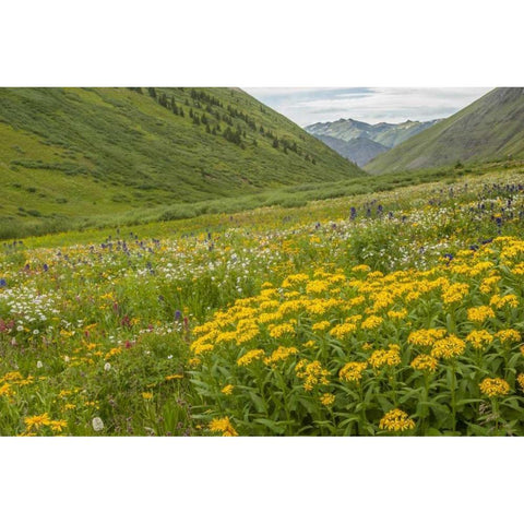Colorado, San Juan Mts flowers in Maggies Gulch Black Modern Wood Framed Art Print by Illg, Cathy and Gordon