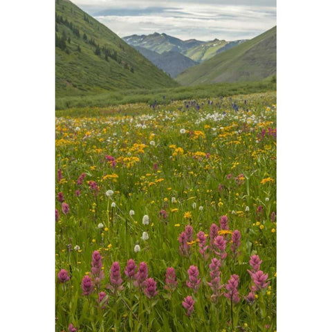 Colorado, San Juan Mts flowers in Maggies Gulch Black Modern Wood Framed Art Print with Double Matting by Illg, Cathy and Gordon