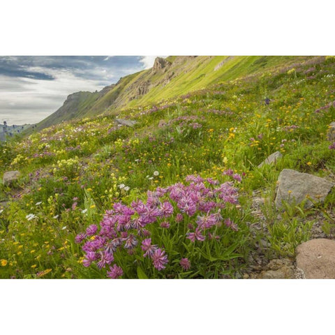 Colorado, San Juan Mts flowers in Maggies Gulch Gold Ornate Wood Framed Art Print with Double Matting by Illg, Cathy and Gordon