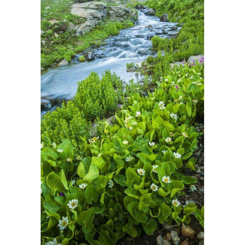 CO, San Juan Mts Stream and spring marigolds Gold Ornate Wood Framed Art Print with Double Matting by Illg, Cathy and Gordon
