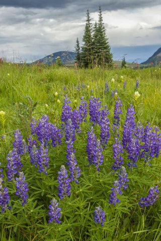 Colorado, Gunnison NF Lupine in mountain meadow Black Ornate Wood Framed Art Print with Double Matting by Illg, Cathy and Gordon