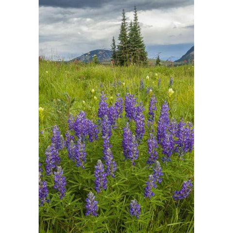 Colorado, Gunnison NF Lupine in mountain meadow Black Modern Wood Framed Art Print by Illg, Cathy and Gordon