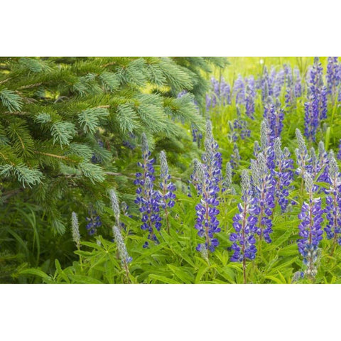 Colorado, Gunnison NF Lupine and pine tree limbs Black Modern Wood Framed Art Print by Illg, Cathy and Gordon