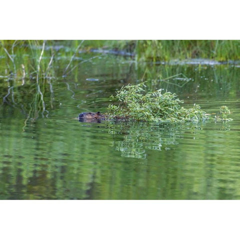 CO, Gunnison NF Wild beaver with willow limbs Black Modern Wood Framed Art Print by Illg, Cathy and Gordon