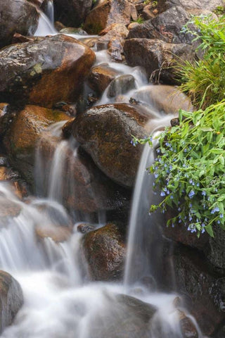 CO, Clear Creek Co, Cascade and chiming bells Black Ornate Wood Framed Art Print with Double Matting by Illg, Cathy and Gordon