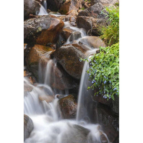 CO, Clear Creek Co, Cascade and chiming bells White Modern Wood Framed Art Print by Illg, Cathy and Gordon