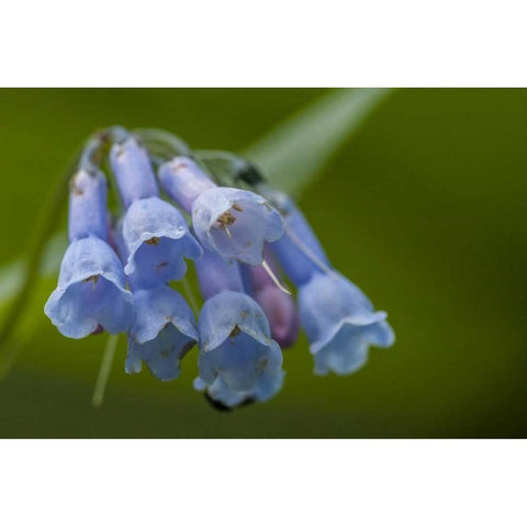 CO, Clear Creek Co, Chiming bells flowers Black Modern Wood Framed Art Print by Illg, Cathy and Gordon