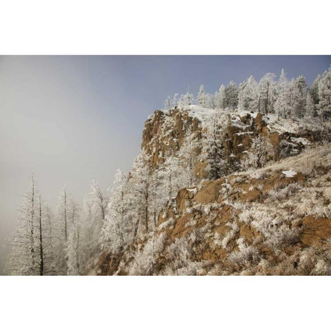 Colorado, Pike NF Hoarfrost on trees and grass White Modern Wood Framed Art Print by Grall, Don