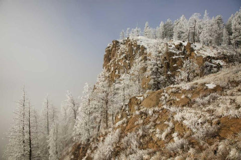 Colorado, Pike NF Hoarfrost on trees and grass White Modern Wood Framed Art Print with Double Matting by Grall, Don