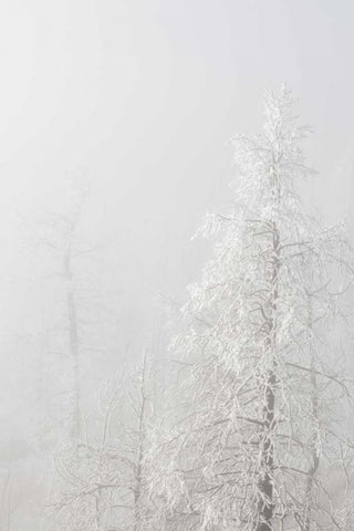 Colorado, Pike NF Trees with hoarfrost in fog Black Ornate Wood Framed Art Print with Double Matting by Grall, Don