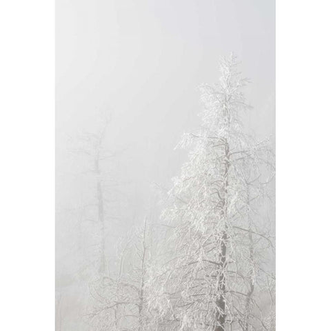 Colorado, Pike NF Trees with hoarfrost in fog Black Modern Wood Framed Art Print with Double Matting by Grall, Don