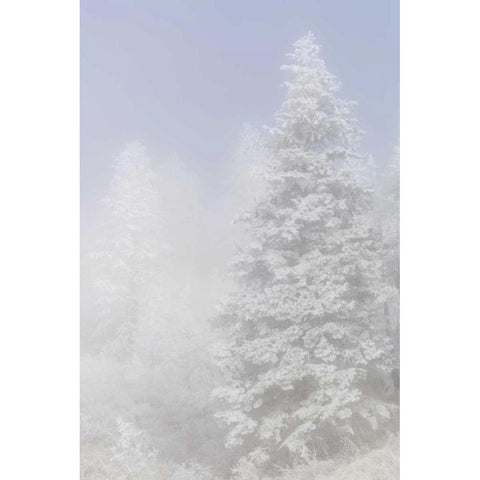 Colorado, Pike NF Trees with hoarfrost in fog Black Modern Wood Framed Art Print with Double Matting by Grall, Don