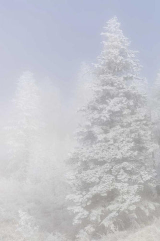 Colorado, Pike NF Trees with hoarfrost in fog Black Ornate Wood Framed Art Print with Double Matting by Grall, Don