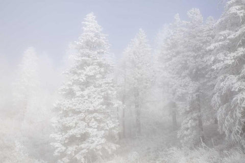 Colorado, Pike NF Trees with hoarfrost in fog Black Ornate Wood Framed Art Print with Double Matting by Grall, Don