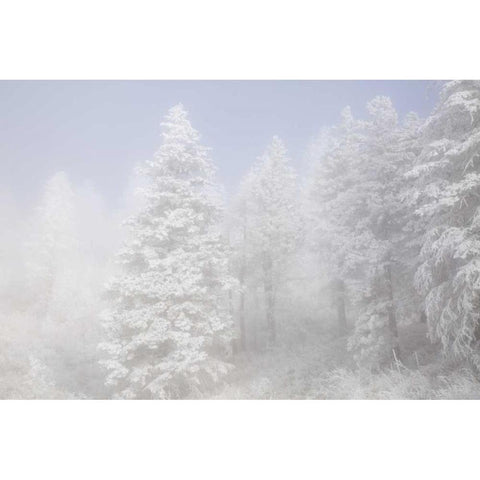 Colorado, Pike NF Trees with hoarfrost in fog Black Modern Wood Framed Art Print by Grall, Don