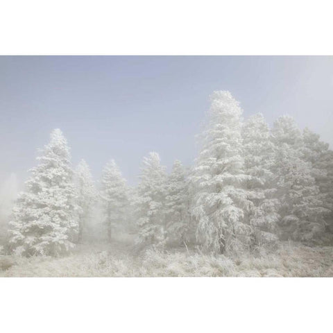 Colorado, Pike NF Trees with hoarfrost in fog Black Modern Wood Framed Art Print with Double Matting by Grall, Don