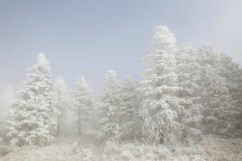 Colorado, Pike NF Trees with hoarfrost in fog White Modern Wood Framed Art Print with Double Matting by Grall, Don