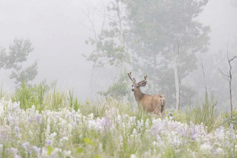 Colorado, Pike NF A mule deer in foggy meadow Black Ornate Wood Framed Art Print with Double Matting by Grall, Don