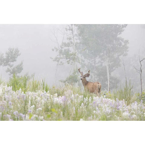 Colorado, Pike NF A mule deer in foggy meadow Black Modern Wood Framed Art Print with Double Matting by Grall, Don