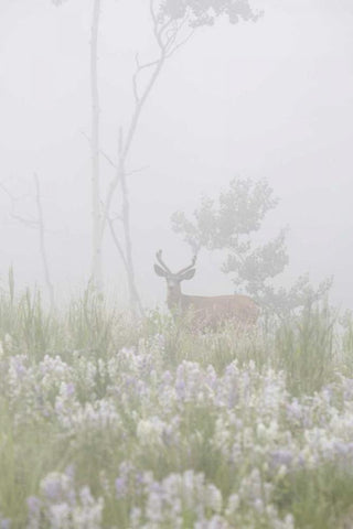 Colorado, Pike NF A mule deer in foggy meadow Black Ornate Wood Framed Art Print with Double Matting by Grall, Don