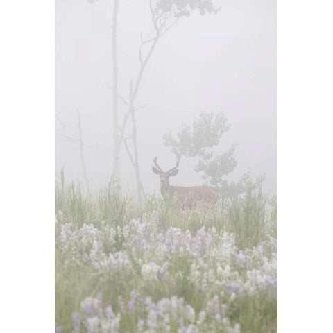 Colorado, Pike NF A mule deer in foggy meadow Black Modern Wood Framed Art Print by Grall, Don