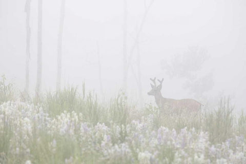 Colorado, Pike NF A mule deer in foggy meadow White Modern Wood Framed Art Print with Double Matting by Grall, Don