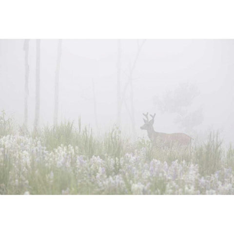 Colorado, Pike NF A mule deer in foggy meadow Gold Ornate Wood Framed Art Print with Double Matting by Grall, Don