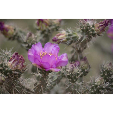 USA, Colorado Tree cholla cactus in bloom Black Modern Wood Framed Art Print with Double Matting by Grall, Don