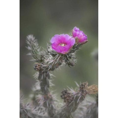 USA, Colorado Tree cholla cactus in bloom Black Modern Wood Framed Art Print by Grall, Don