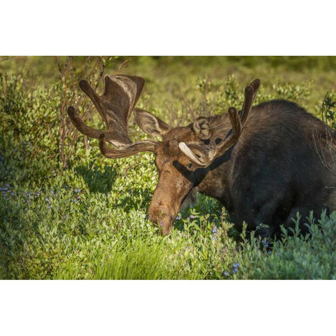 Colorado, Brainard Lake Moose in velvet antlers Gold Ornate Wood Framed Art Print with Double Matting by Illg, Cathy and Gordon