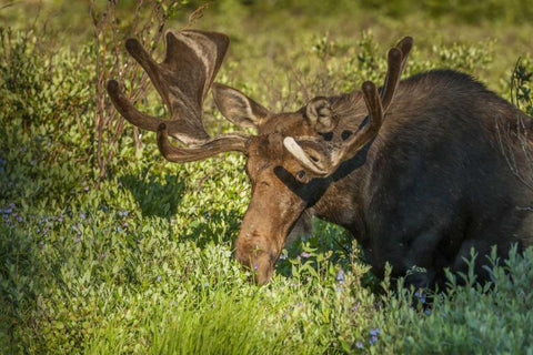 Colorado, Brainard Lake Moose in velvet antlers White Modern Wood Framed Art Print with Double Matting by Illg, Cathy and Gordon