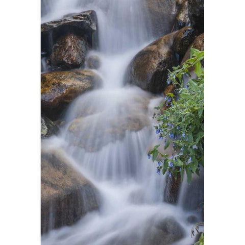 CO, Clear Creek Co, Cascade and chiming bells Black Modern Wood Framed Art Print by Illg, Cathy and Gordon