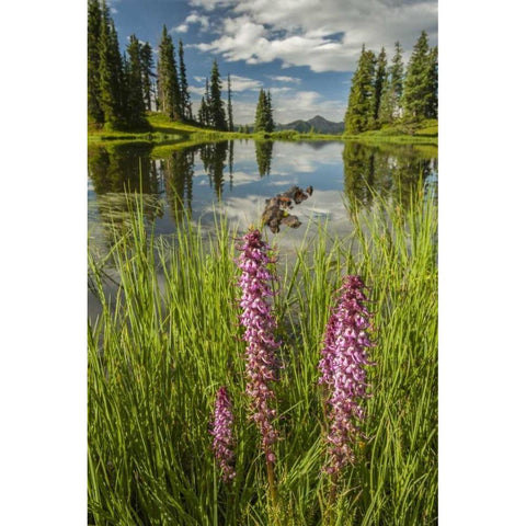Colorado Paradise Divide and pond reflection Black Modern Wood Framed Art Print by Illg, Cathy and Gordon