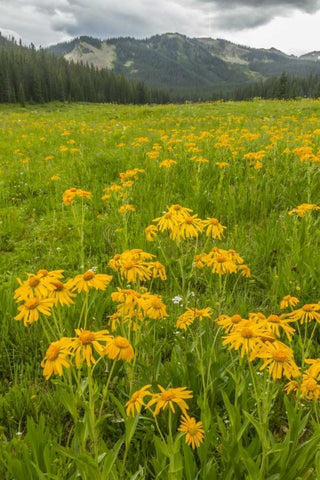 CO, Gunnison NF Sneezeweed blossoms in a meadow White Modern Wood Framed Art Print with Double Matting by Illg, Cathy and Gordon